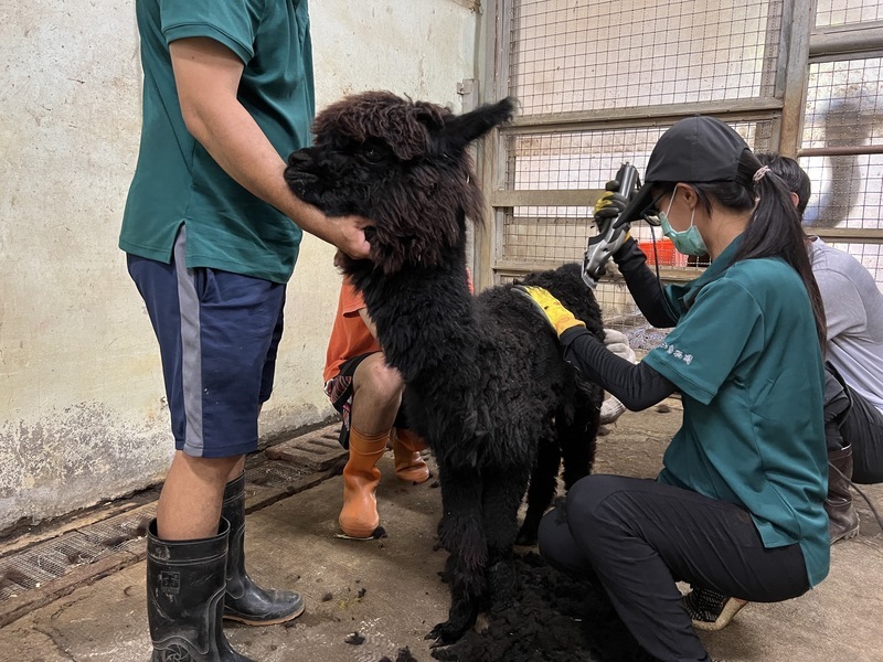 壽山動物園夏季理髮店開張　幫羊駝理毛避免中暑 | 華視新聞