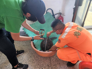 同隻迷途綠蠵龜再現東石漁港  漁民海巡攜手救援