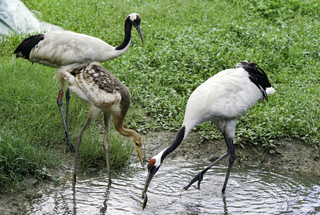 北市動物園丹頂鶴寶寶  命名票選9/9起跑