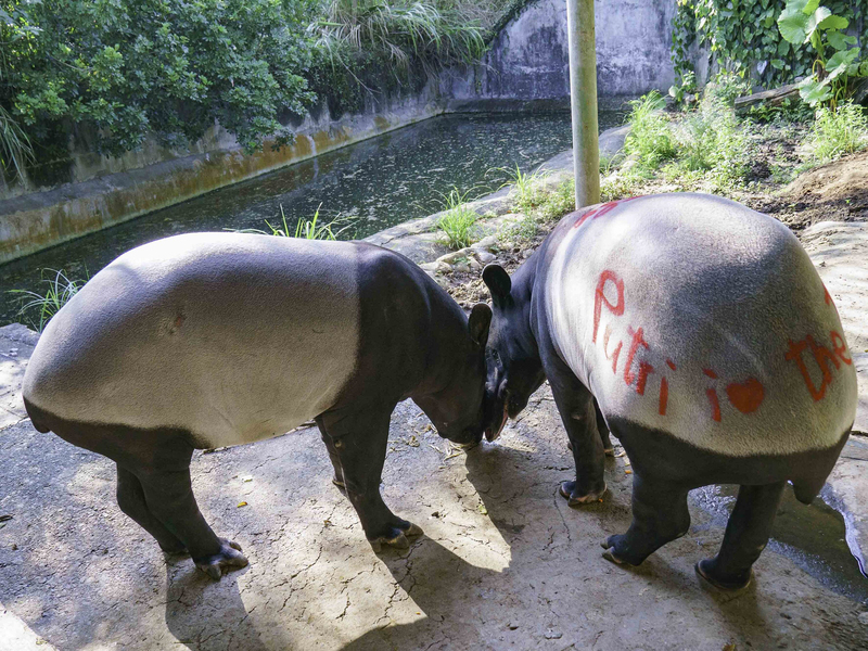 北市動物園馬來貘台星配對 發情蠟筆抹屁股追蹤 | 華視新聞