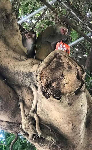 2隻獼猴出沒湖口  新竹縣府：民眾可通報驅趕