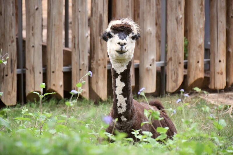 響應世界動物日 新竹市動物園4日入園免費 | 華視新聞