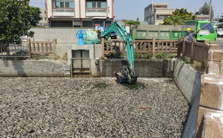 嘉縣東石溝渠魚群大量暴斃  疑水溫升高缺氧造成