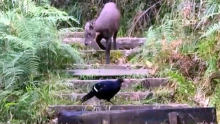 保育類台灣野山羊和帝雉同框  阿里山難得畫面