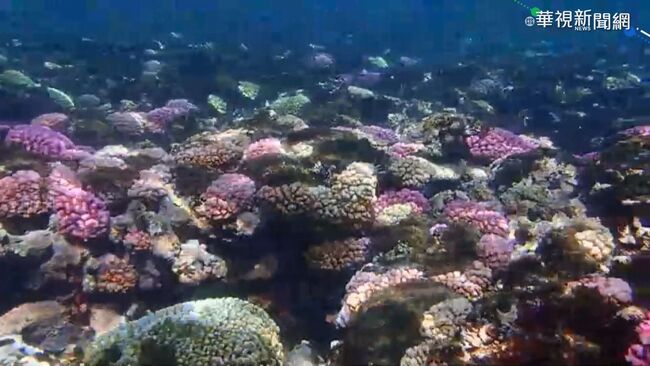 亞大與台達基金會推珊瑚NFT  盼喚起生態意識 | 華視新聞