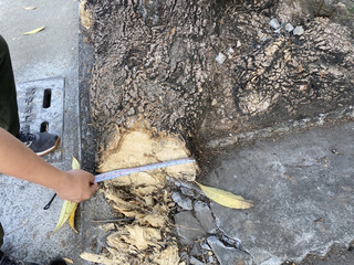 文藻旁路樹根修剪  高市府：人行道隆起影響安全