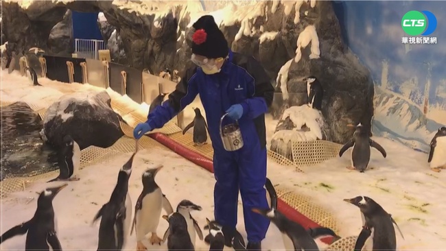 海生館企鵝出生大於死亡  標售36隻為管控族群量 | 華視新聞