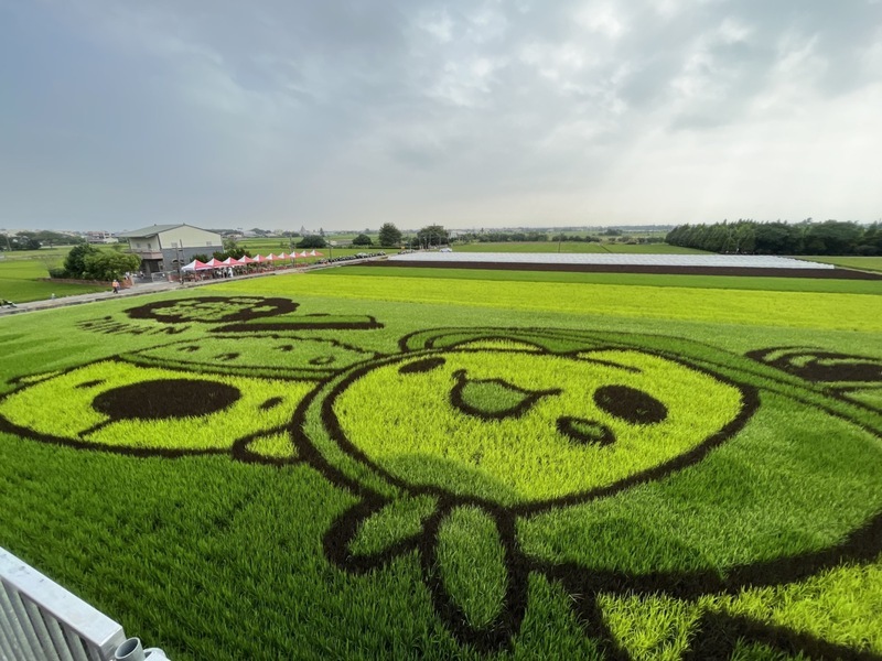 台南好米季登場 「咖波稻田」吸睛 | 華視新聞