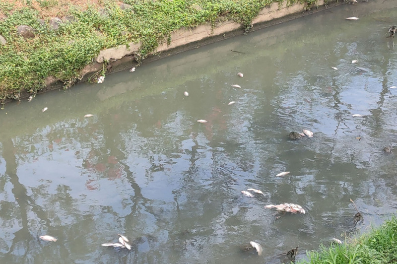 高雄鳳山溪現大量死魚 初判水中溶氧量過低 | 華視新聞