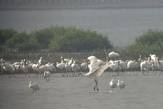 台南黑面琵鷺數量突增  國慶連假吸遊客