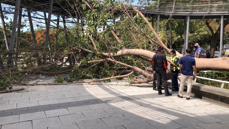 台中鰲峰山鬼洞大樹倒塌 3人壓傷送醫 | 華視新聞