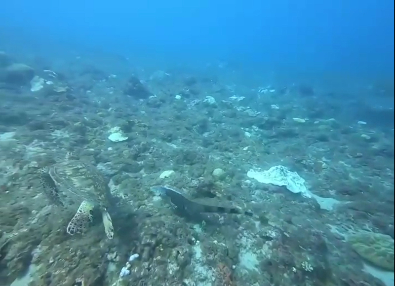 小琉球潛水8米深遇綠鬣蜥 學者：雨後被沖到海裡 | 華視新聞