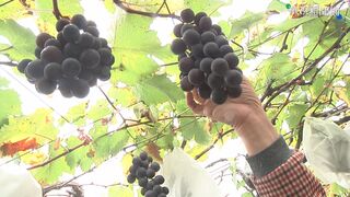 越南自中國進口蔬果大增  1至8月成長逾7成