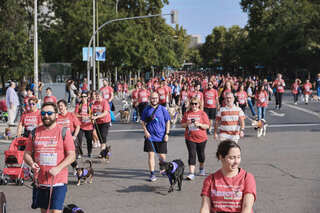 西班牙「狗」拉松 5000毛孩陪飼主路跑