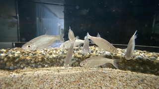 大鱗梅氏鯿唯一棲地 金門野放打造生態榮景