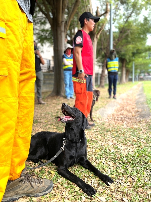 全國搜救犬IRO檢測起跑  共53隊參加評量 | 華視新聞