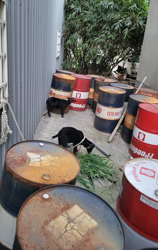 竹南2黑羊逛大街  警通知動保所帶回照料