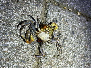 陸蟹自行車道遭路殺 荒野保護協會籲設解說牌和警語