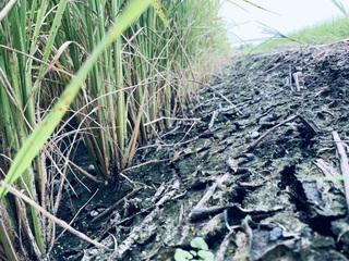 水圳震損恐影響112年稻作  花蓮縣府爭取休耕補助