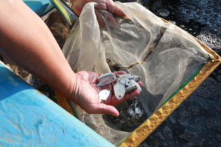 台南放流5000尾布氏鯧鰺魚苗  復育海洋資源