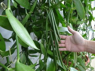 香草莢新加工術時程快1個月 符合國際規範具商機