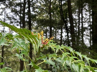 阿里山十大功勞開花 相貌奇特如章魚舞爪