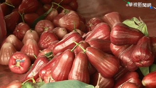 蓮霧保險增高雄六龜即起開辦 農民僅須自付2成