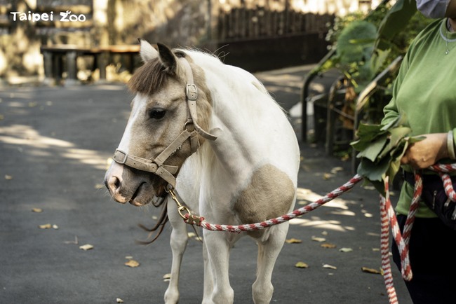 見迷你馬與羊駝蹓躂免驚  北市動物園減敏訓練中 | 華視新聞