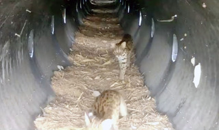 苗縣友善跨河通道完工597天後 首見石虎母子穿越