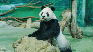 大貓熊團團後肢無力、血壓偏高  10/18暫不見客