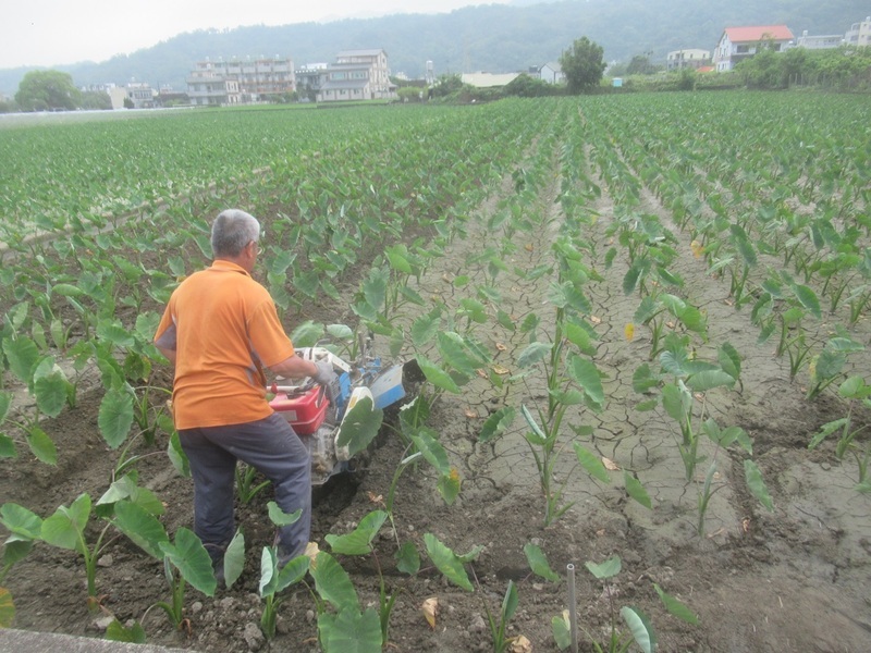 芋頭採旱式栽培 降低疫病發生、提升品質並節水 | 華視新聞