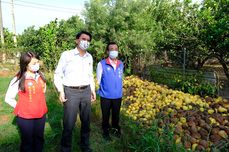 謝龍介再批文旦滯銷  黃偉哲競總：選舉炒作 | 華視新聞