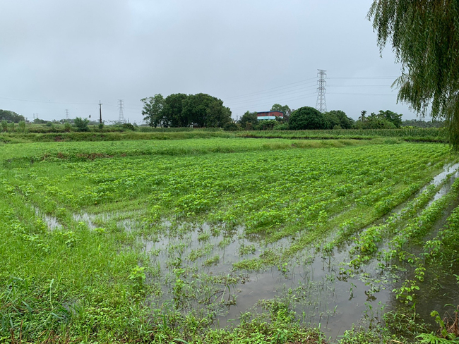 颱風尼莎農損 花蓮大豆每公頃救助2.8萬元 | 華視新聞
