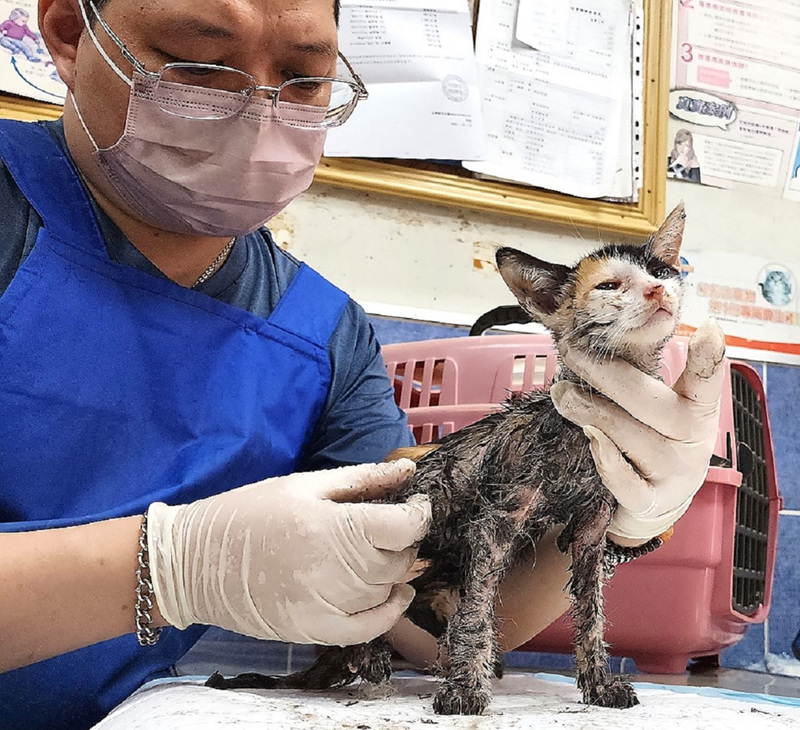 幼貓沾黏鼠板受傷  救援志工花大半天清洗改善 | 華視新聞