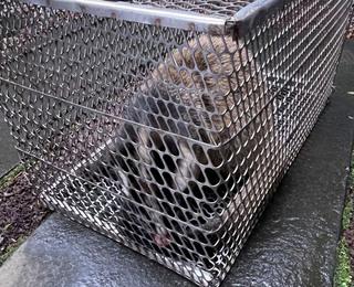 白鼻心誤闖山區民宅  北市2週4件籲別接觸不餵食