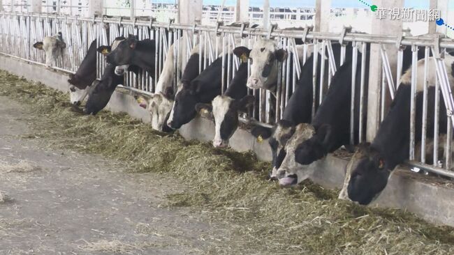 紐西蘭擬開徵牛羊排氣稅 全國業者發動示威抗議 | 華視新聞