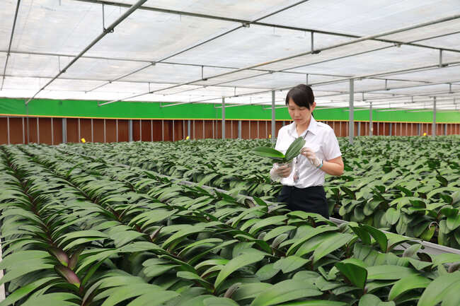 農委會與美諮商  確保蝴蝶蘭輸銷資格 | 華視新聞
