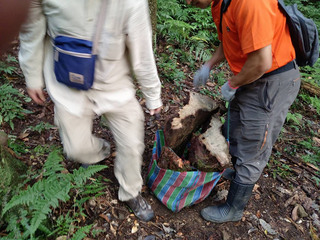 南庄國有林貴重木再遭盜伐  2染毒山老鼠被法辦