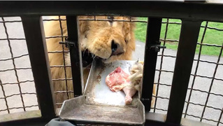 農委會函釋 陸域保育野生動物禁表演及與人互動