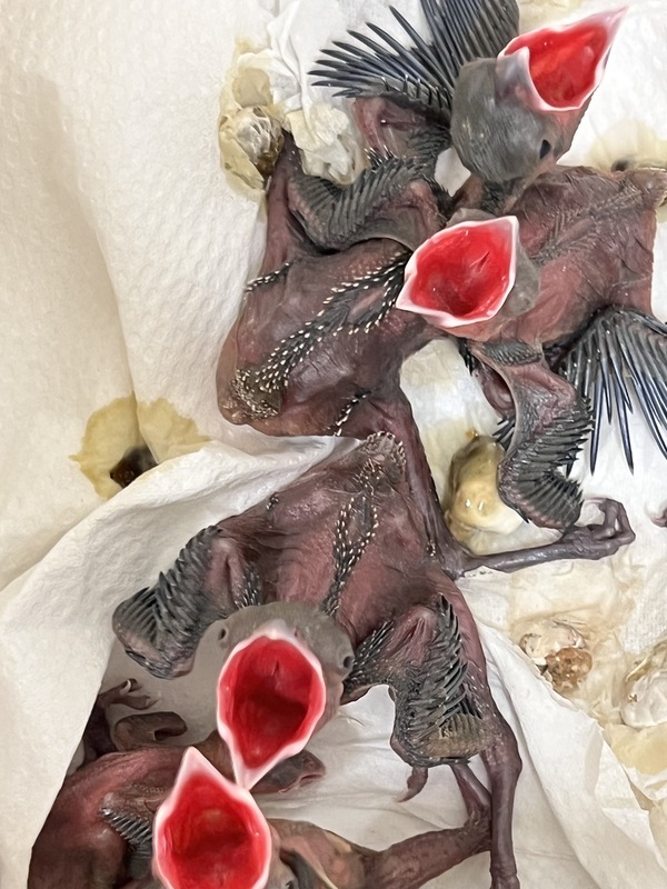 新北動保處募鳥類代養志工  照護野外傷幼鳥 | 華視新聞