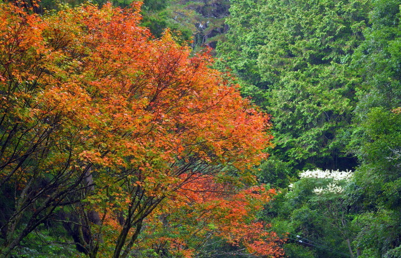 台18線阿里山往自忠路段  第一波楓紅報到 | 華視新聞