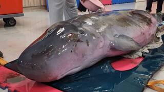 小抹香鯨擱淺送基隆復健 體表擦傷稍微消瘦