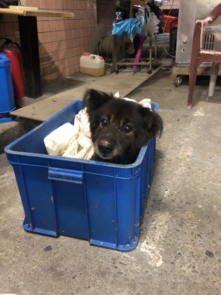 走失狗二度卡菜園坑洞 警安撫後奮力拉出助牠回家