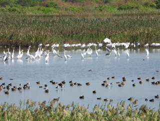 高雄茄萣濕地候鳥季展開 上百隻黑面琵鷺報到