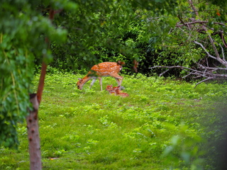 台東戒治所添生機 圈養梅花鹿繁衍4隻小鹿