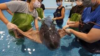 小抹香鯨擱淺桃園1死1傷  研判母鯨陪伴亡女受困