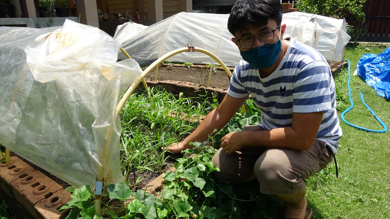疫情帶動需求 泰國蔬菜王子推廣自宅耕種 | 華視新聞