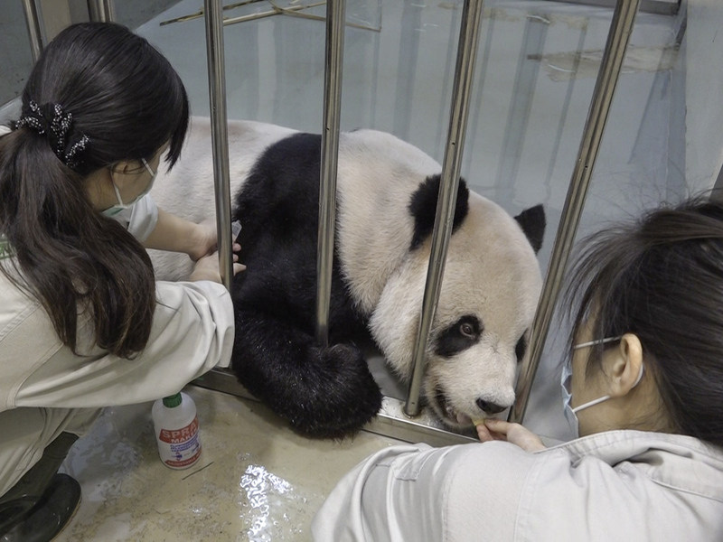 大貓熊「團團」病程進展快 動物園轉採舒緩照護 | 華視新聞