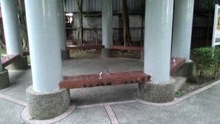 公園椅子遭放線香燙傷童  工務局：最高可罰6千