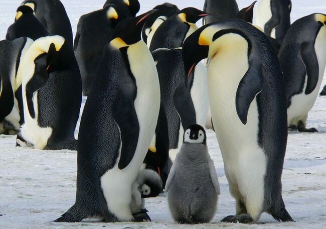 氣候變遷影響繁衍 美將皇帝企鵝列入保護名單 | 華視新聞